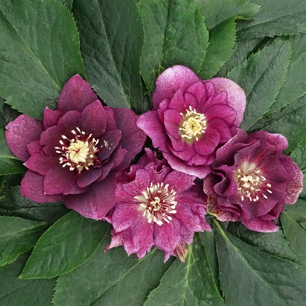 Hellebore orientale Magic Double Aubergine, fleur vivace à la couleur pourpre naturellement belle